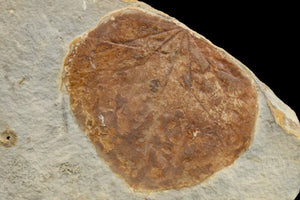 6.8cm Fossil Leaf (Zizyphoides) from Montana<br>(60 million years)<br>