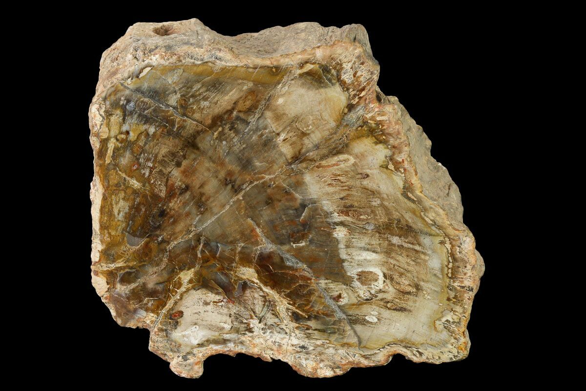 Triassic Age! 10.9cm Wide Petrified Wood (Araucaria) Limb from Madagascar (220 million years)