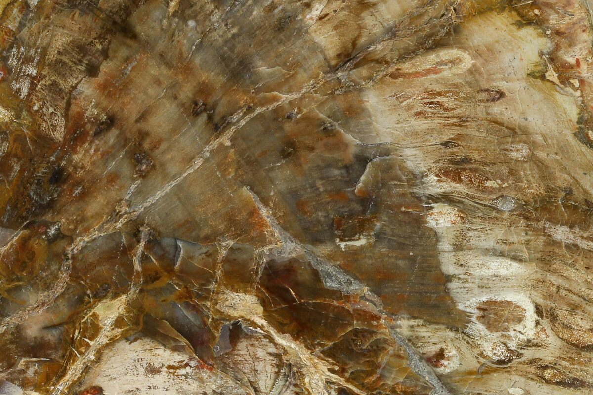 Triassic Age! 10.9cm Wide Petrified Wood (Araucaria) Limb from Madagascar <br> (220 million years) <br>