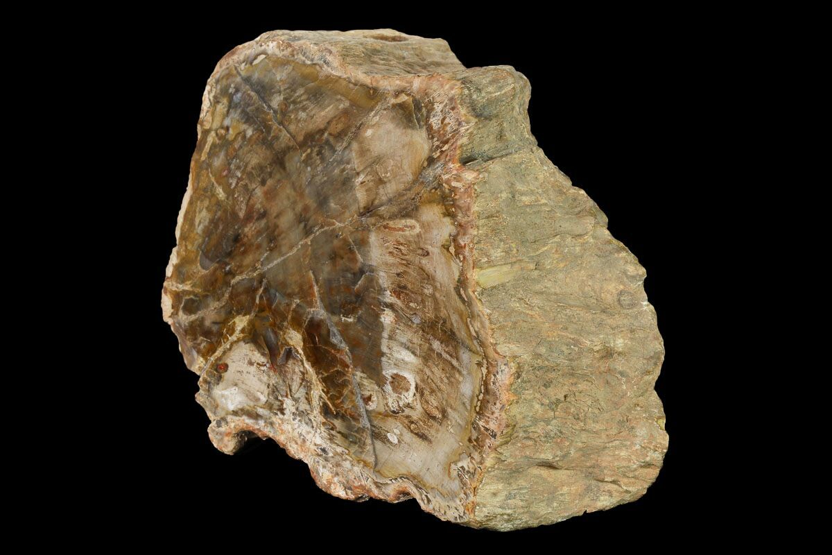 Triassic Age! 10.9cm Wide Petrified Wood (Araucaria) Limb from Madagascar <br> (220 million years) <br>