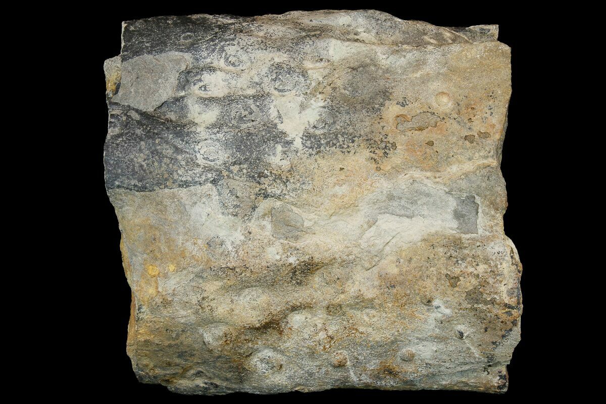 Pennsylvanian Age (300 million years!) <br> 9.9cm Fossil Lycopod Tree Root (Stigmaria) from Kentucky <br>