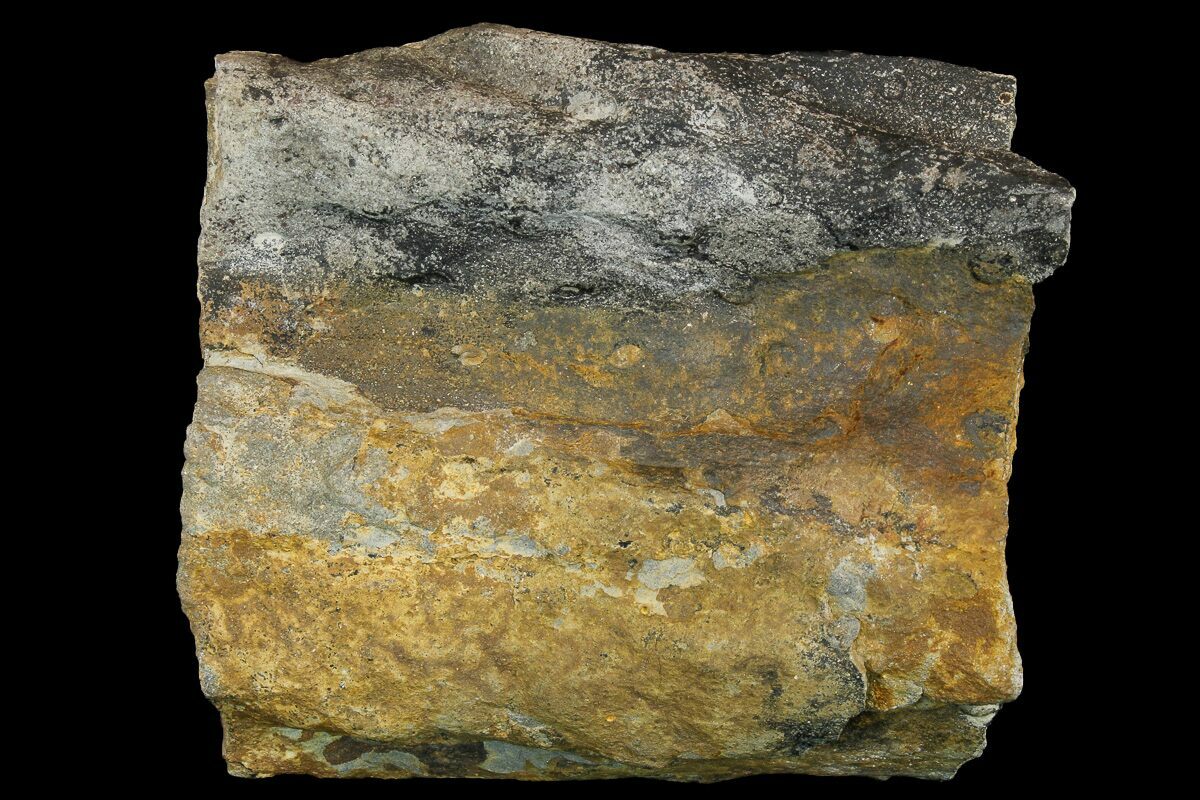 Pennsylvanian Age (300 million years!) 9.9cm Fossil Lycopod Tree Root (Stigmaria) from Kentucky