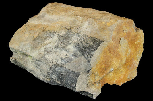 Pennsylvanian Age (300 million years!) 9.9cm Fossil Lycopod Tree Root (Stigmaria) from Kentucky