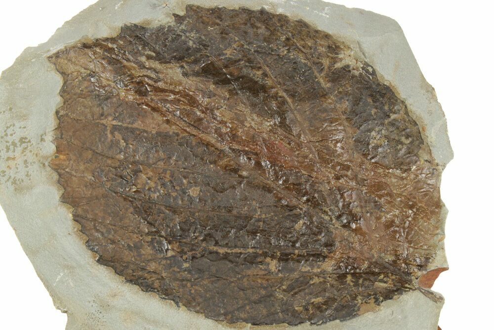 5.8cm Fossil Leaf (Davidia) from Montana (60 million years)