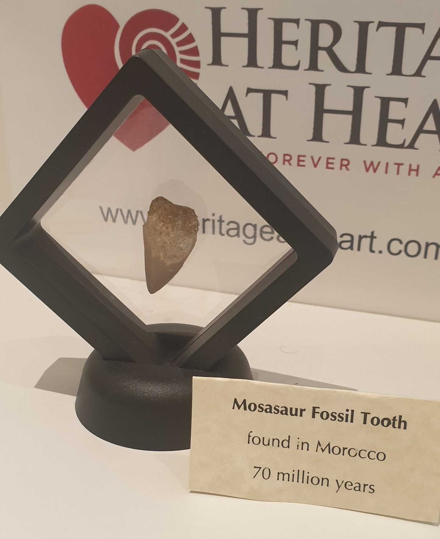 2cm Mosasaur Tooth Fossil from Morocco (70 million years)