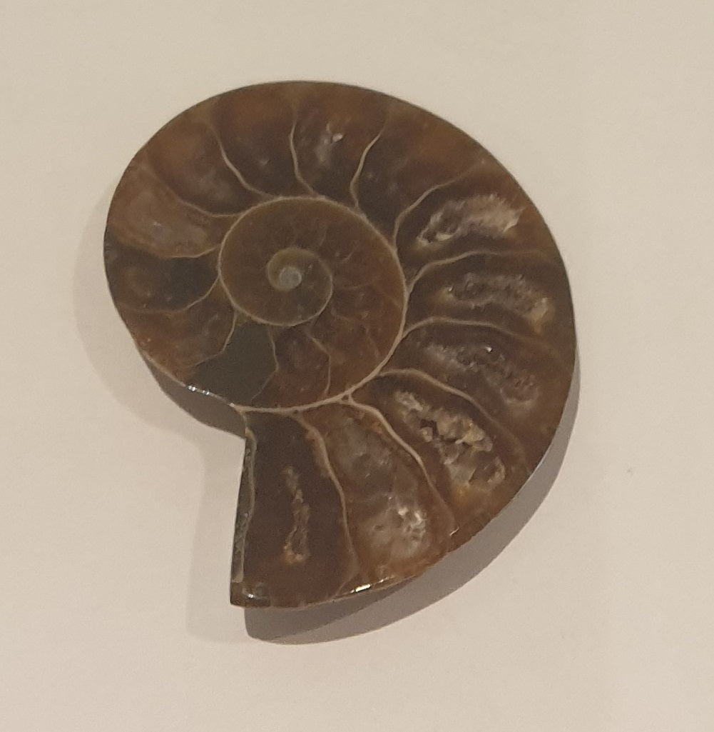 3.2cm Polished Ammonite Cross-Section Fossil from Madagascar (110 million years)