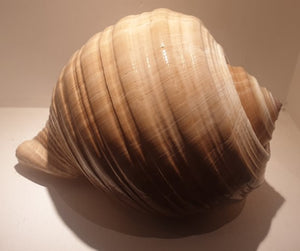 Giant Tonna Shell from Indo-Pacific