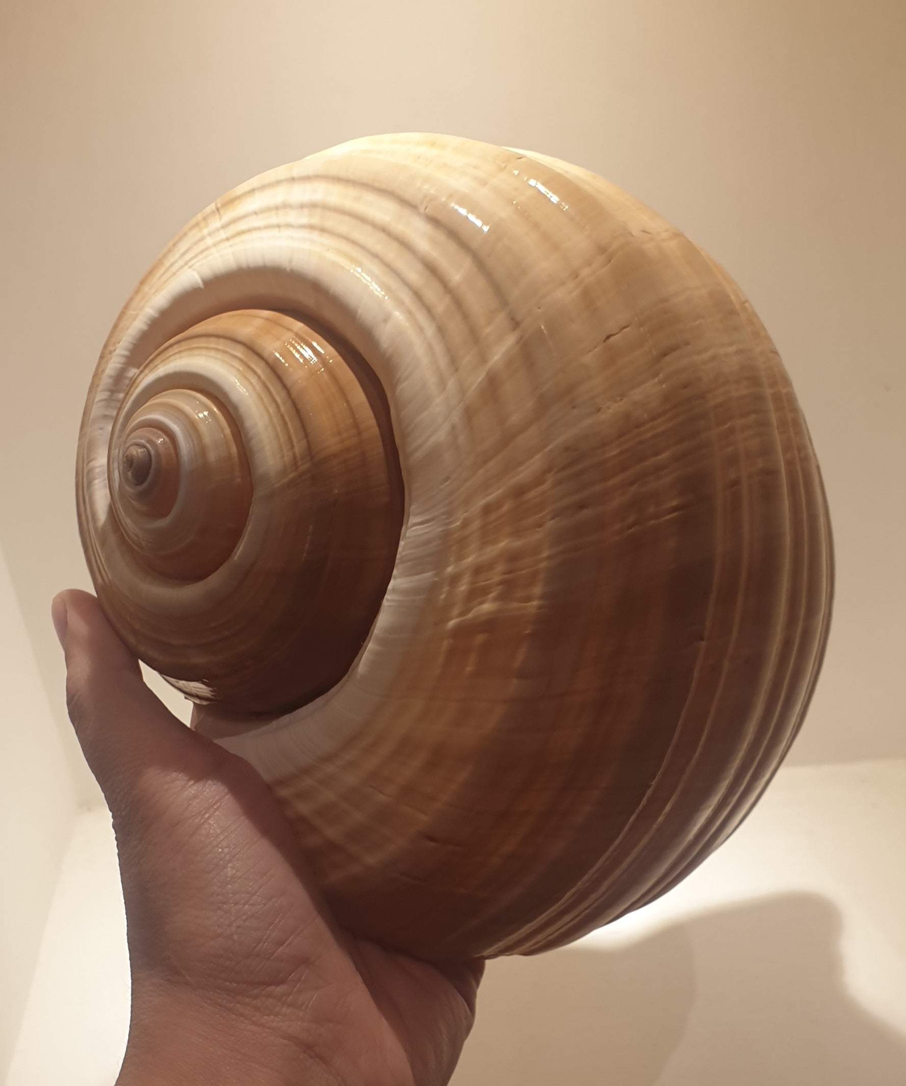 Giant Tonna Shell from Indo-Pacific