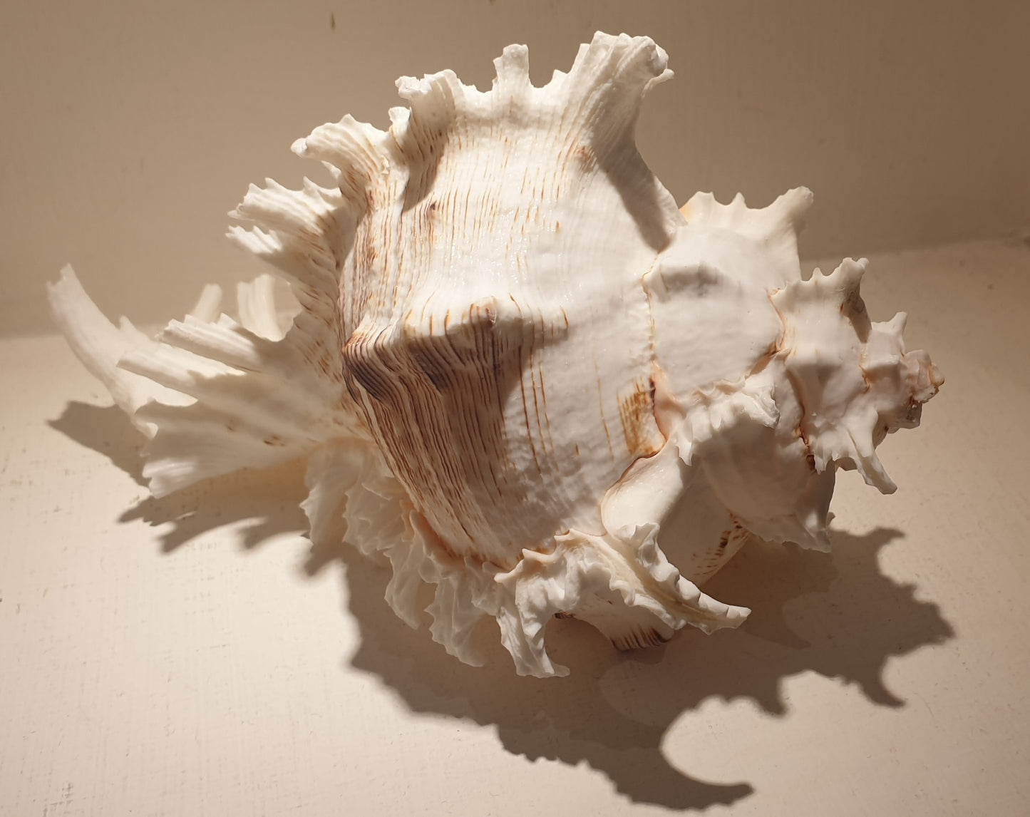 Murex White Giant Seashell