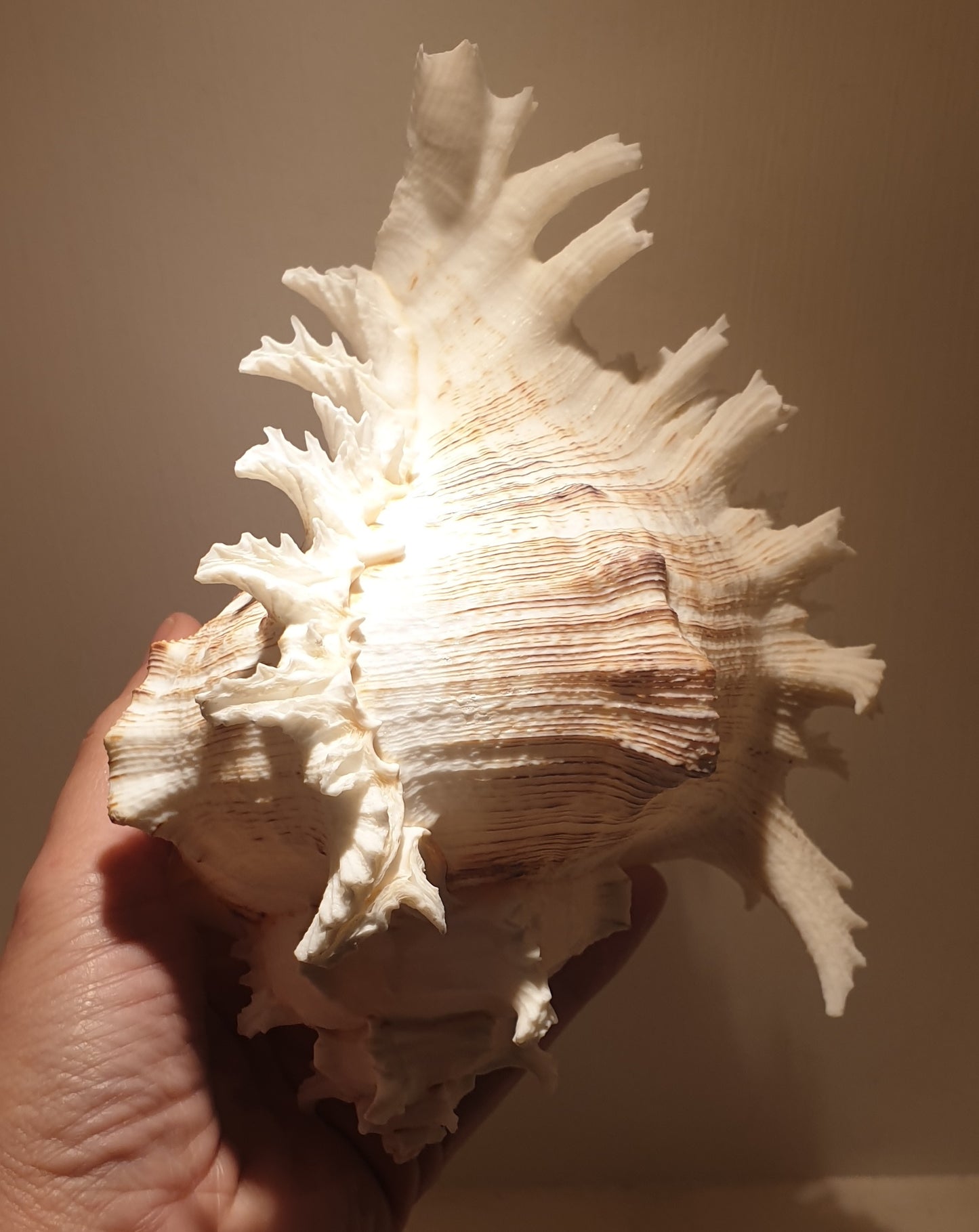 Murex White Giant Seashell