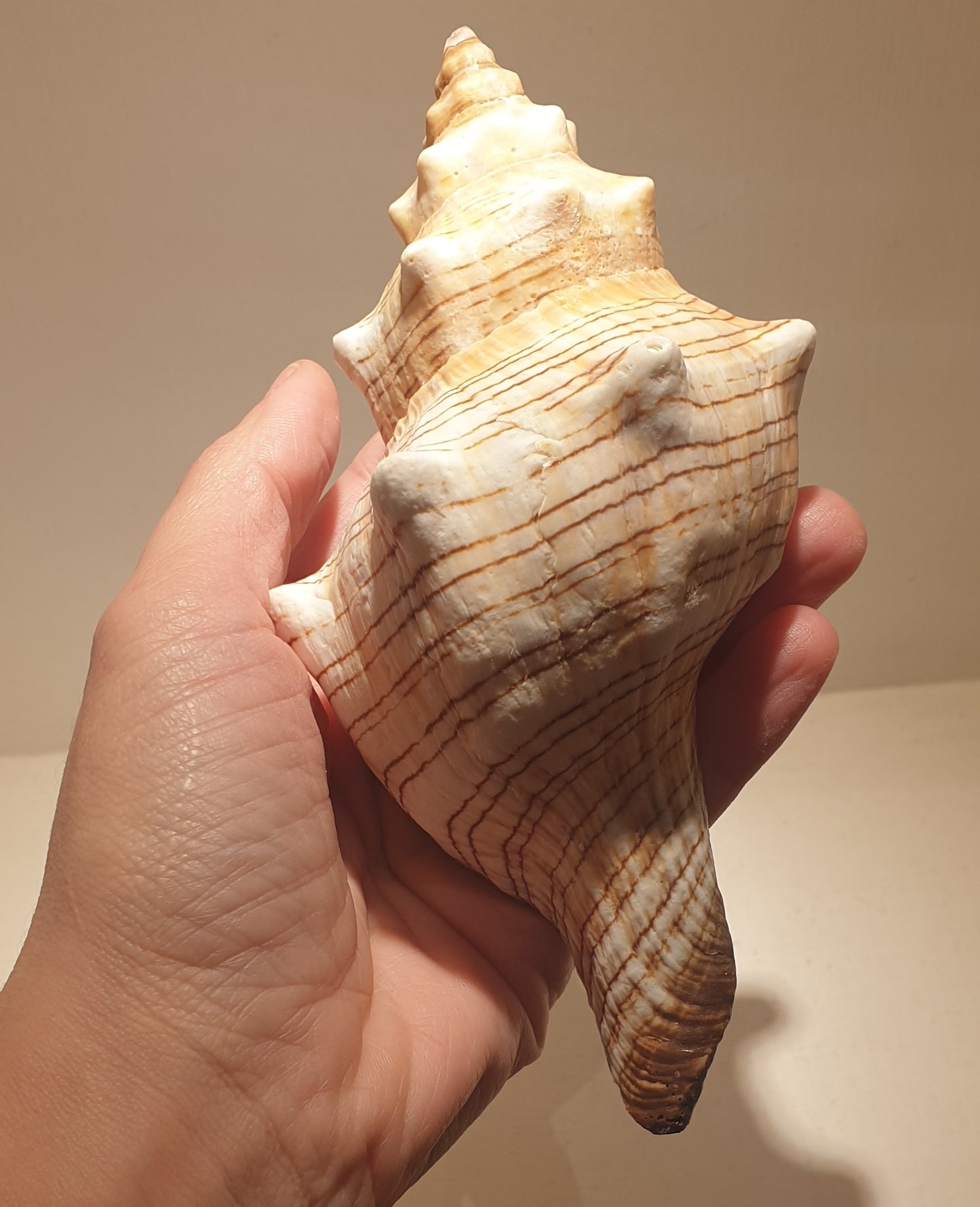 Foxhead Giant Seashell