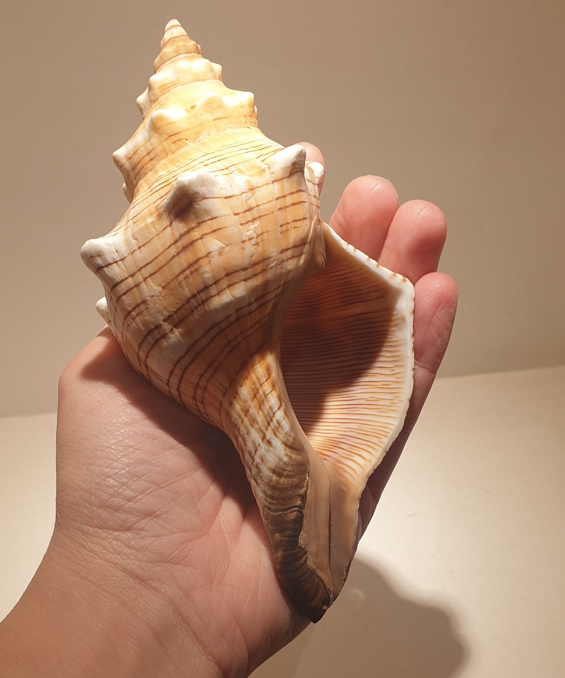 Foxhead Giant Seashell