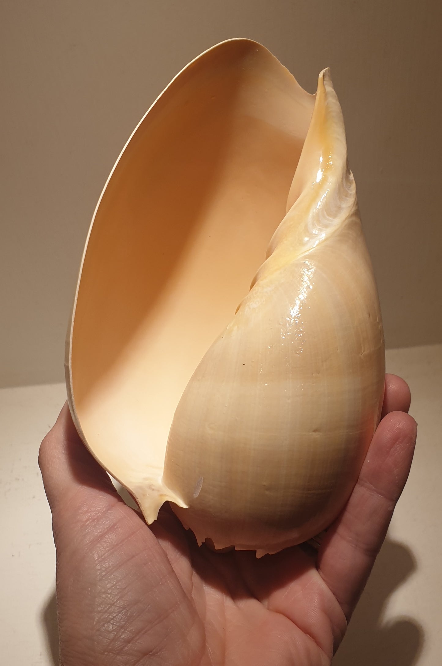 Melon Shell Seashell