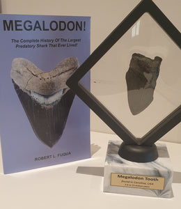 Adult Megalodon book PLUS 8cm Megalodon Tooth from the USA <br>(2.6 - 15 million years)<br>
