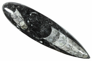 13.7cm Polished Orthoceras from Morocco (370 million years)