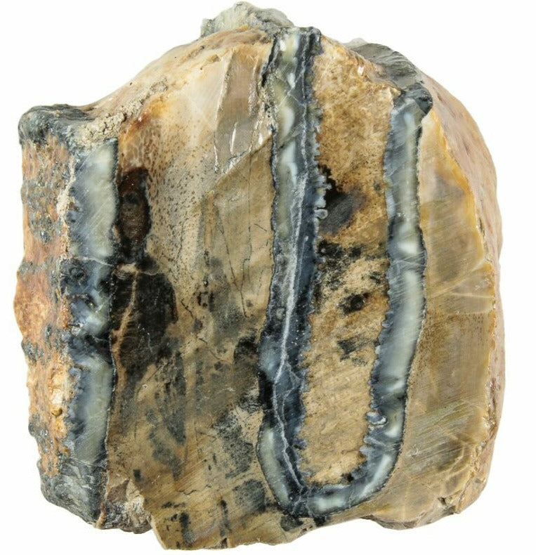 3.2cm Mammoth Tooth Molar Slice from South Carolina, USA (Pleistocene Epoch)