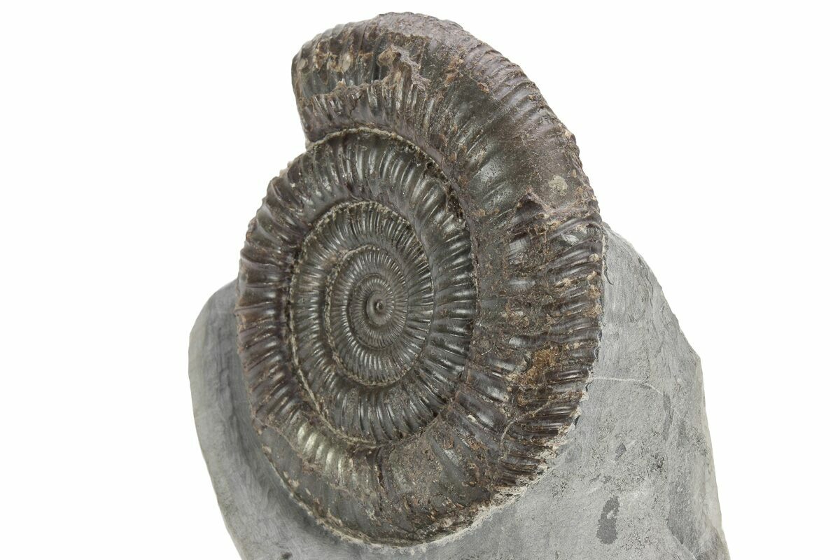7.87cm Ammonite (Dactylioceras) Fossil from England (180 million years)