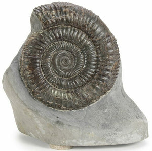 7.87cm Ammonite (Dactylioceras) Fossil from England (180 million years)