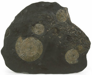 25.65cm Dactylioceras Ammonite Cluster WITH wall hanger - Posidonia Shale, Germany (180 million years)