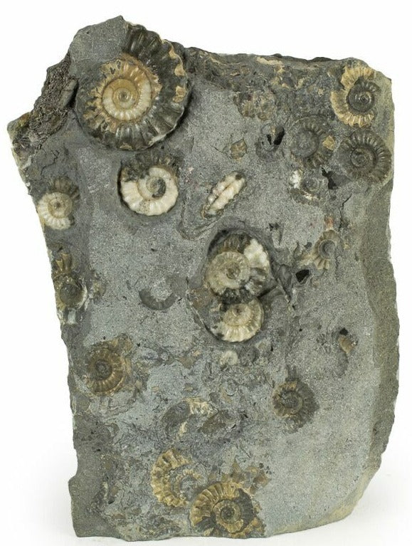 11.43cm by 8.4cm Ammonites (Promicroceras) on Limestone from England (200 million years)