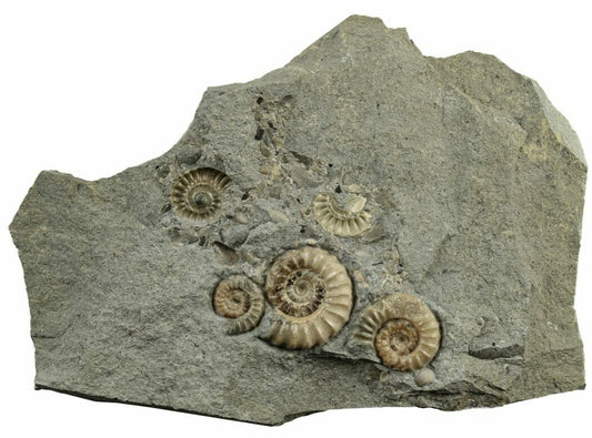 12.6cm by 8.64cm Ammonites (Promicroceras) on Limestone from England (160 million years)