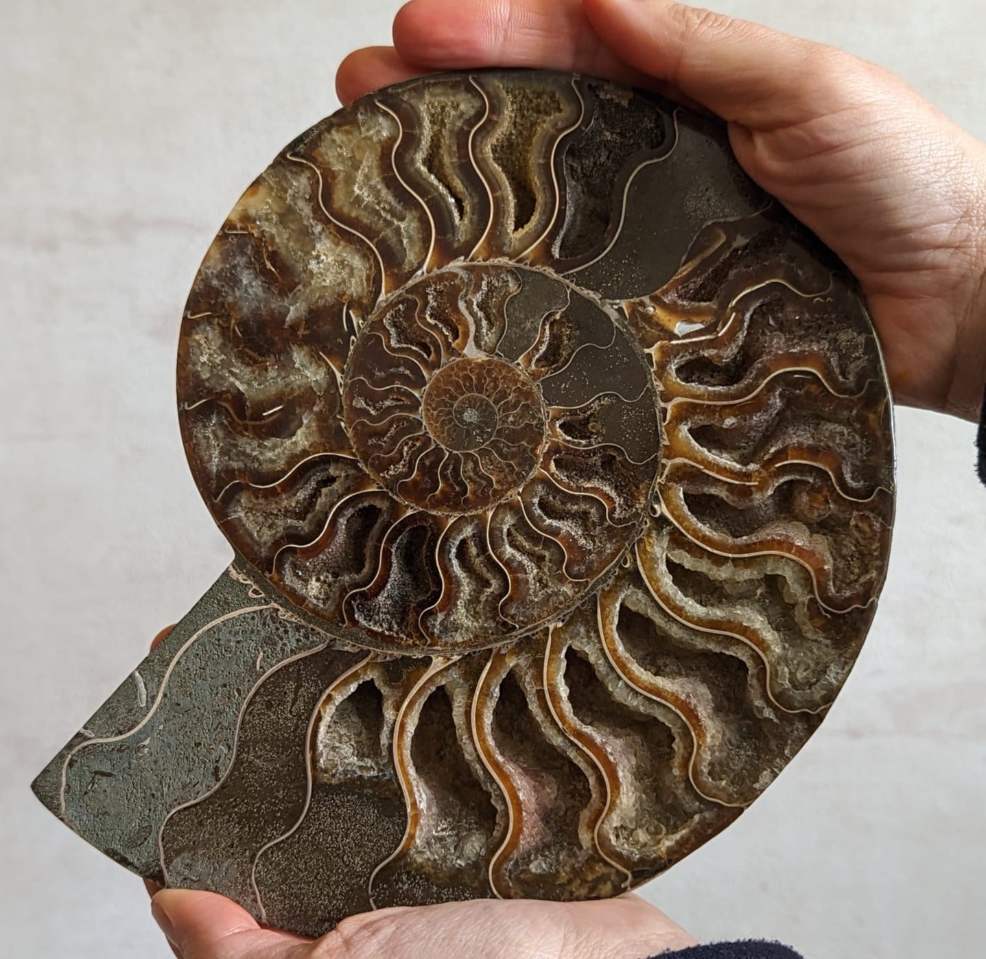 !SUPER-SIZED! 21.84cm Polished Ammonite Cross-Section Fossil from Madagascar <br>(110 million years)<br>