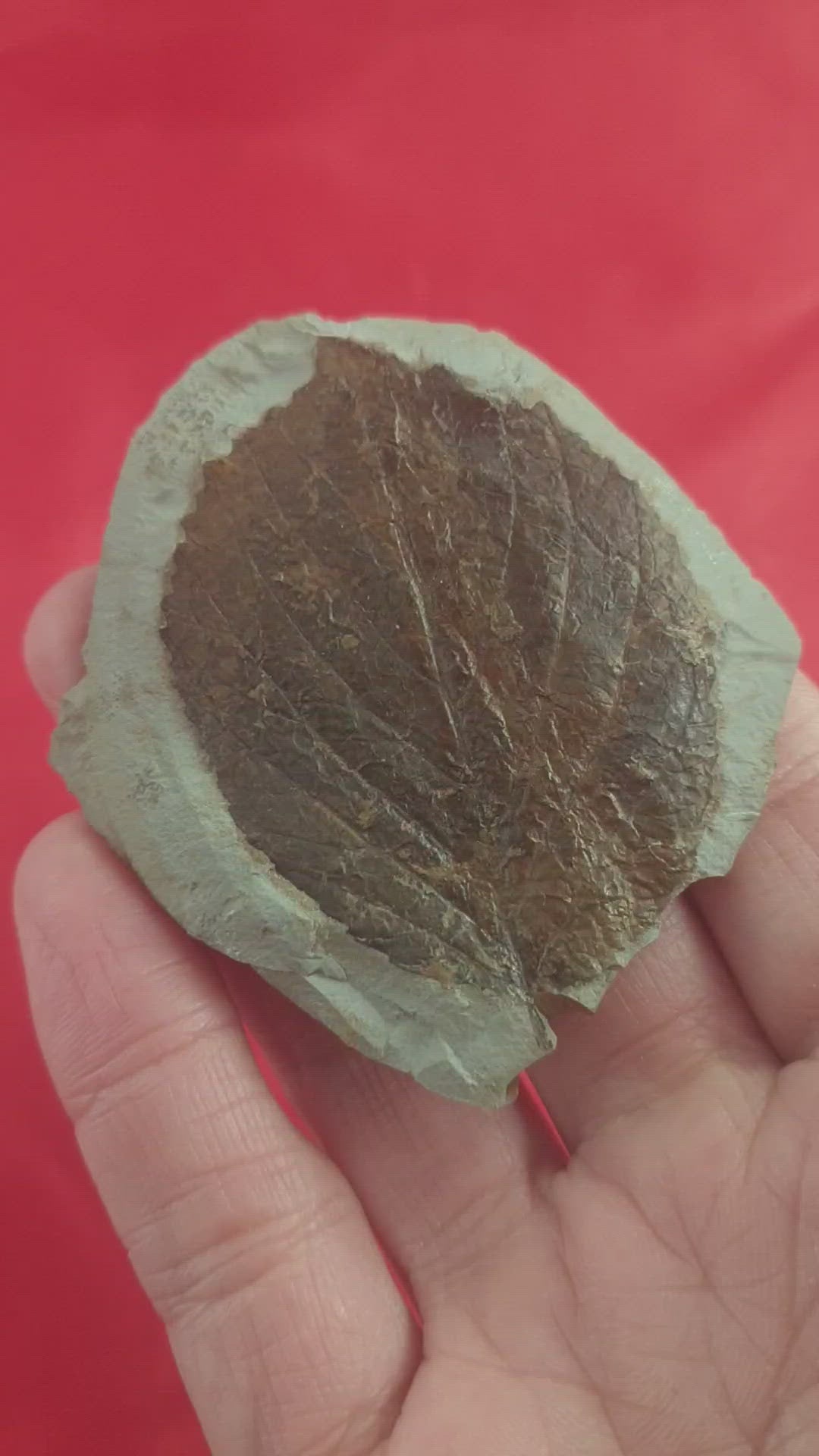 5.8cm Fossil Leaf (Davidia) from Montana<br>(60 million years)<br>