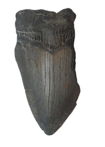 8cm Megalodon Tooth from the USA <br>(2.6 - 15 million years)<br>