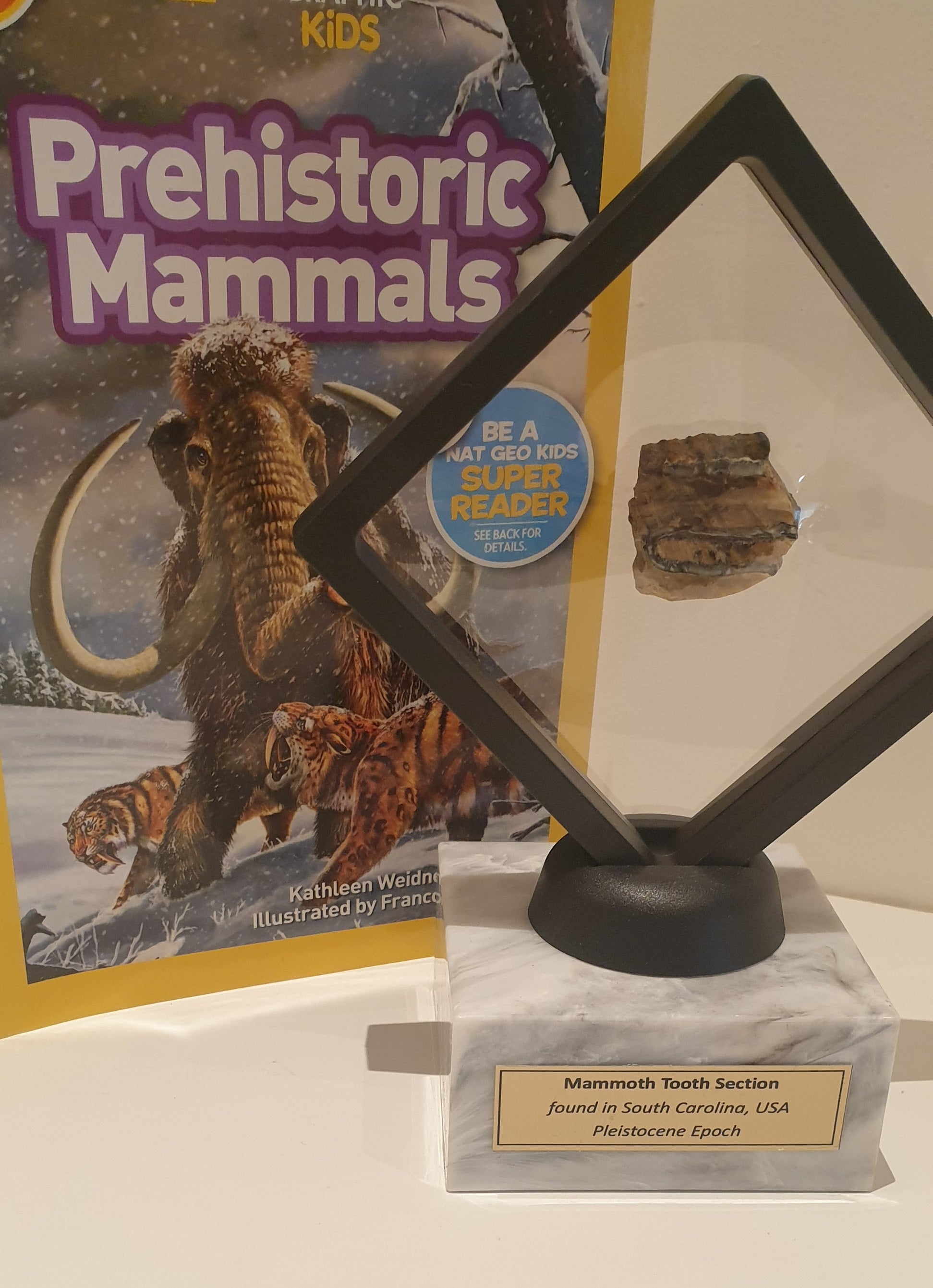 6-8 year-old book PLUS authentic 3.2cm Mammoth Tooth Molar Slice <br> from South Carolina, USA <br>(Pleistocene Epoch)<br>